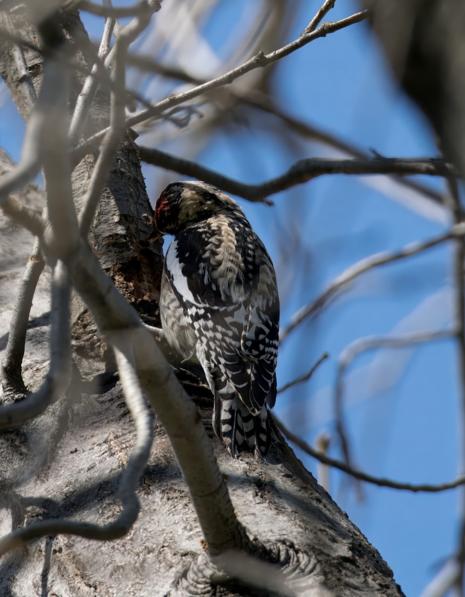 Yellow-bellied/Red-naped Sapsucker - Katie Ng