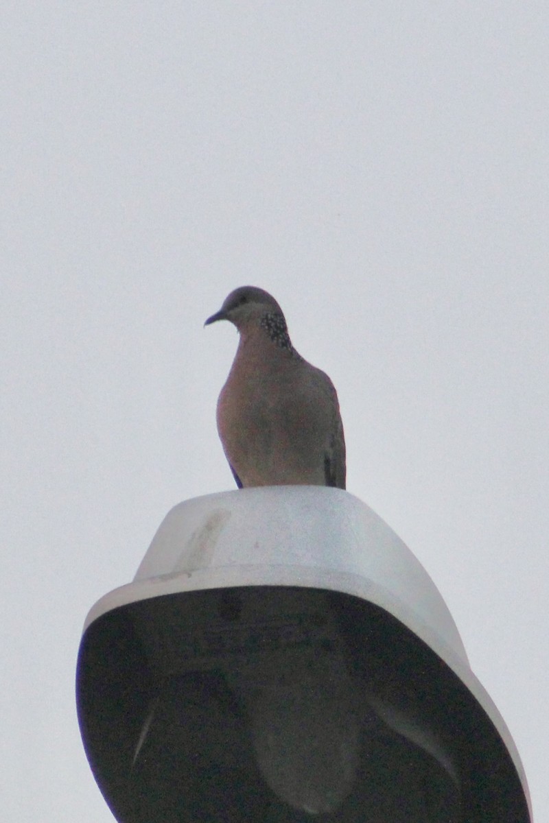 Spotted Dove - ML615941709