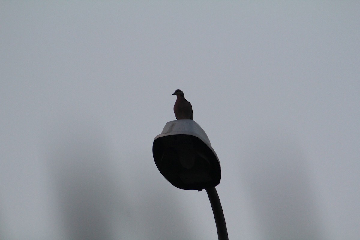 Spotted Dove - Ann Monk