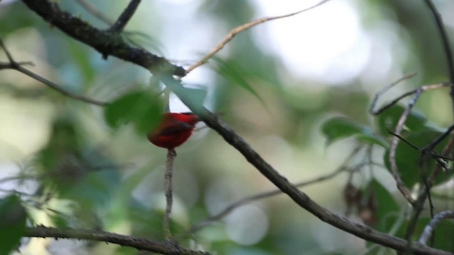 Paruline rouge - ML615941712