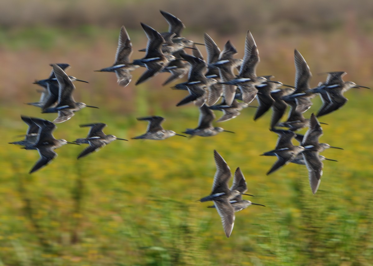 Long-billed Dowitcher - Richard Norton