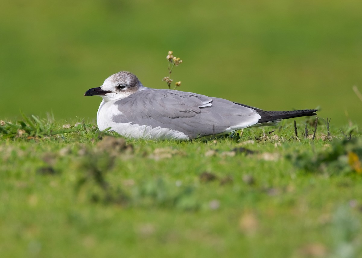 Laughing Gull - ML615941797