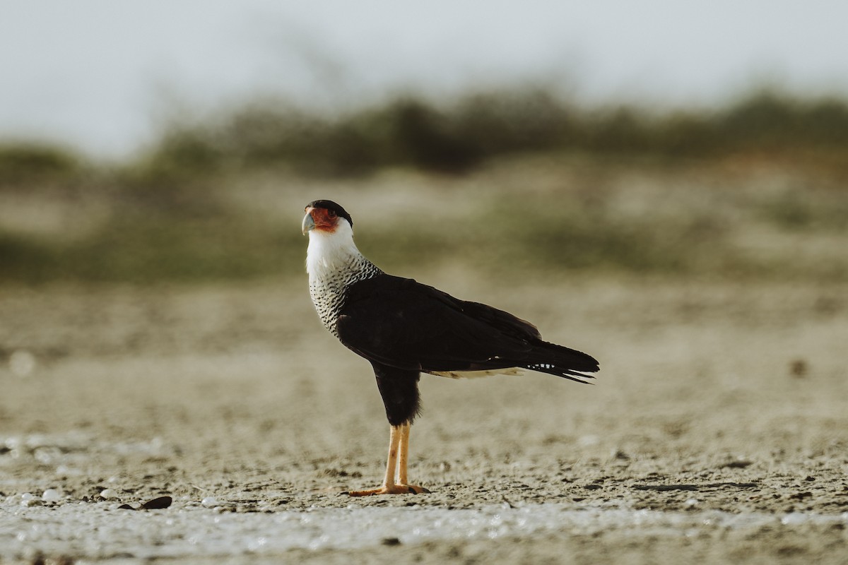 Crested Caracara - ML615941808