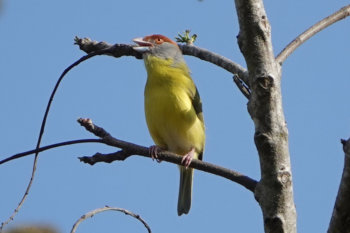 Rufous-browed Peppershrike - mc coburn