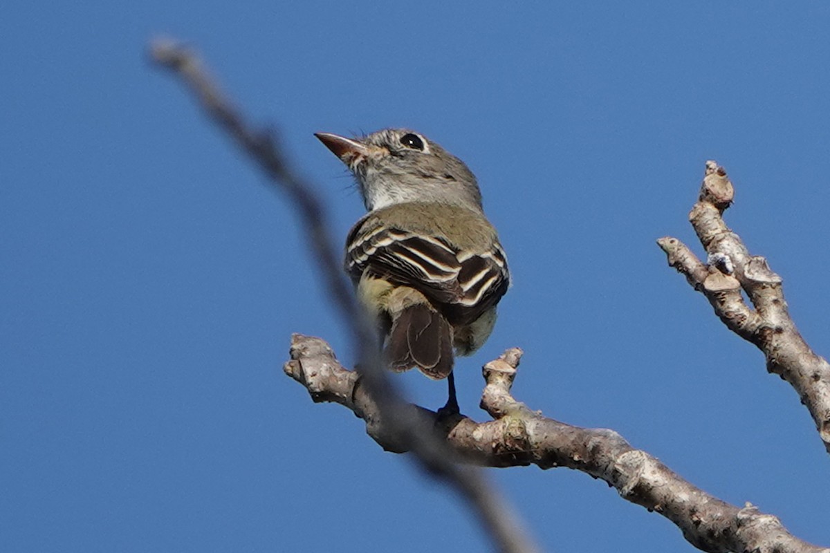 Least Flycatcher - mc coburn