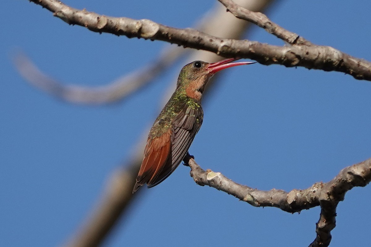 Cinnamon Hummingbird - ML615941832