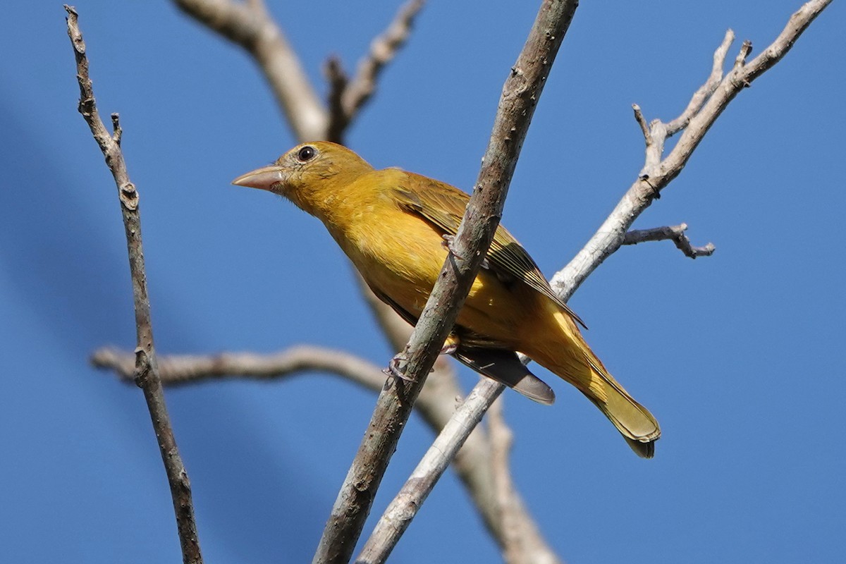 Summer Tanager - ML615941840