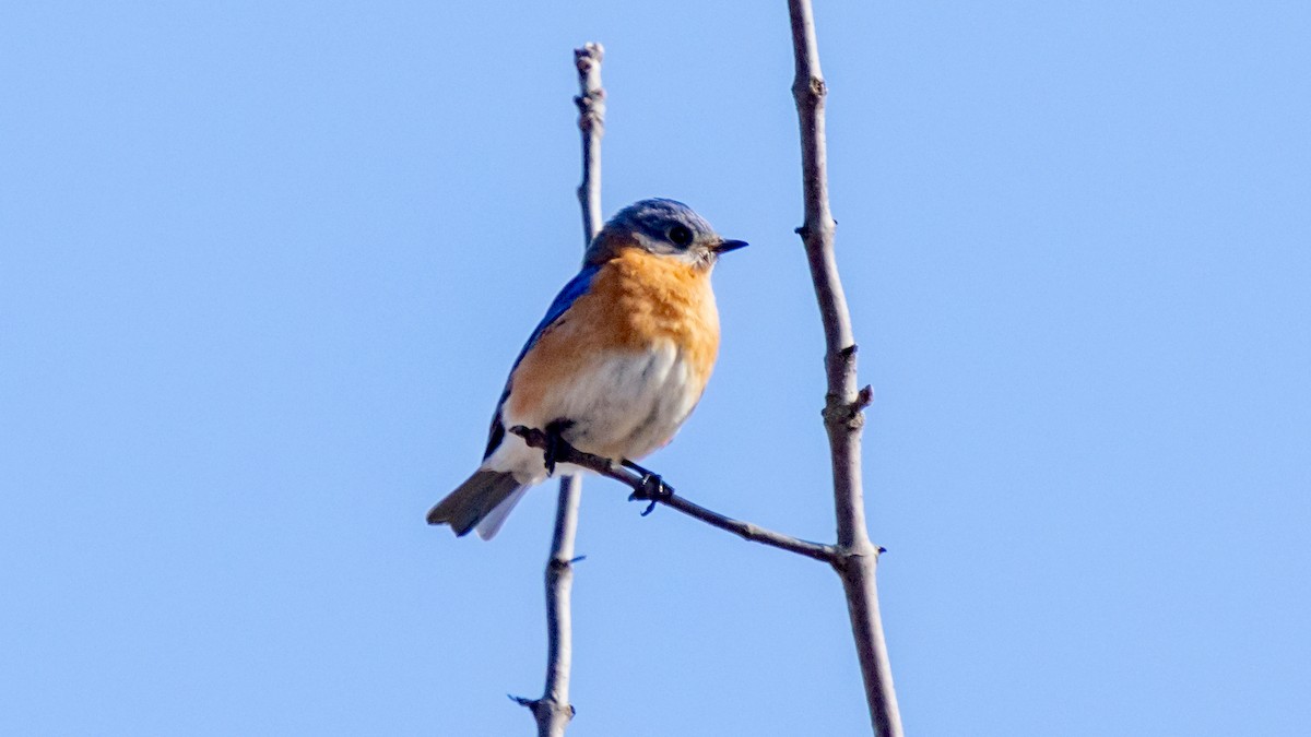 Eastern Bluebird - ML615941888