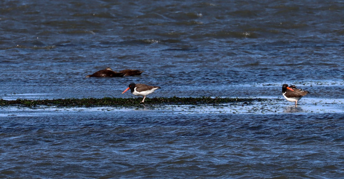 American Oystercatcher - ML615941898