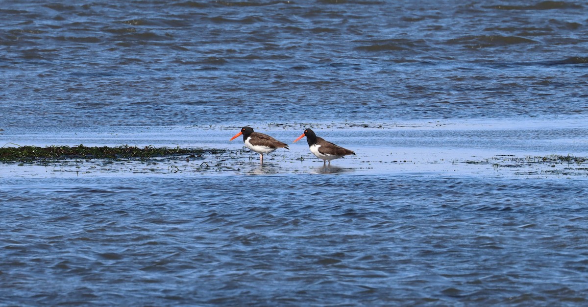 American Oystercatcher - Stefan Mutchnick