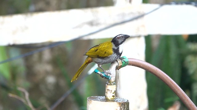 storsaltator - ML615942015