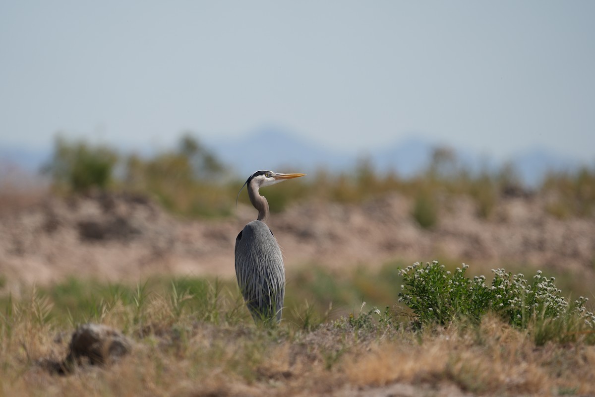 Great Blue Heron - ML615942042