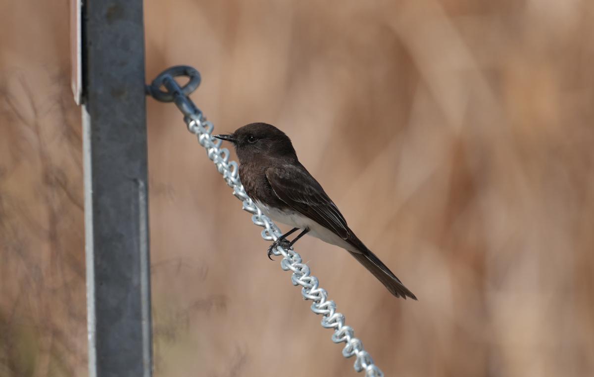 Black Phoebe - ML615942048