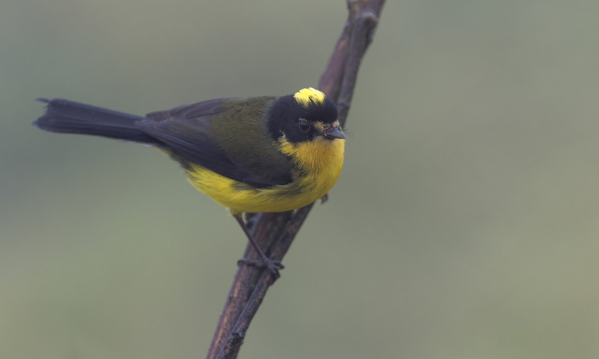 Yellow-crowned Redstart - ML615942064