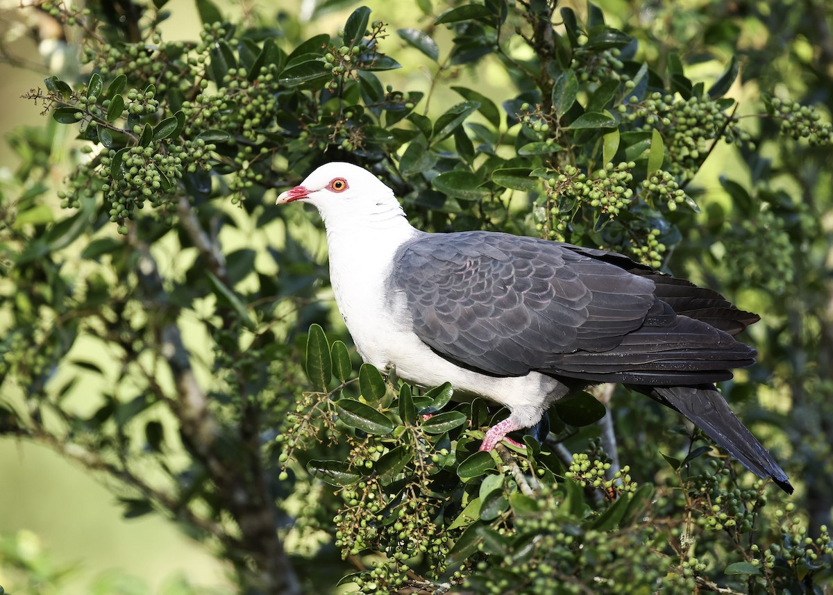 White-headed Pigeon - ML615942095