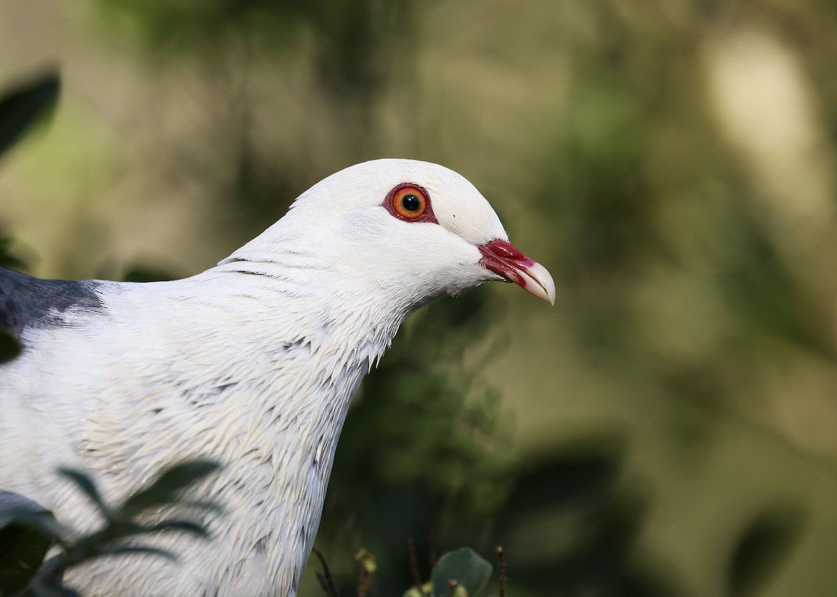White-headed Pigeon - ML615942098