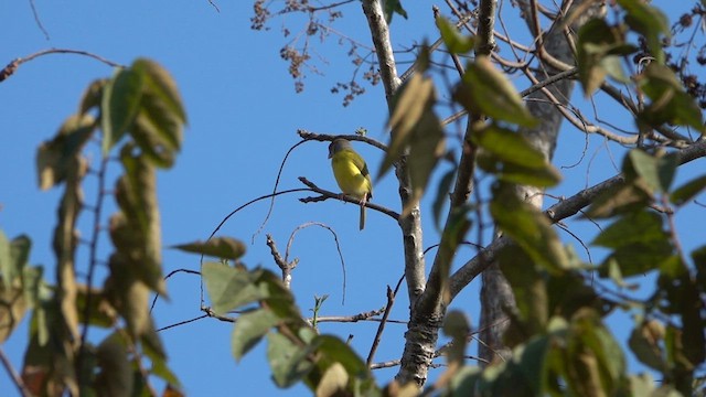 Rufous-browed Peppershrike - ML615942112