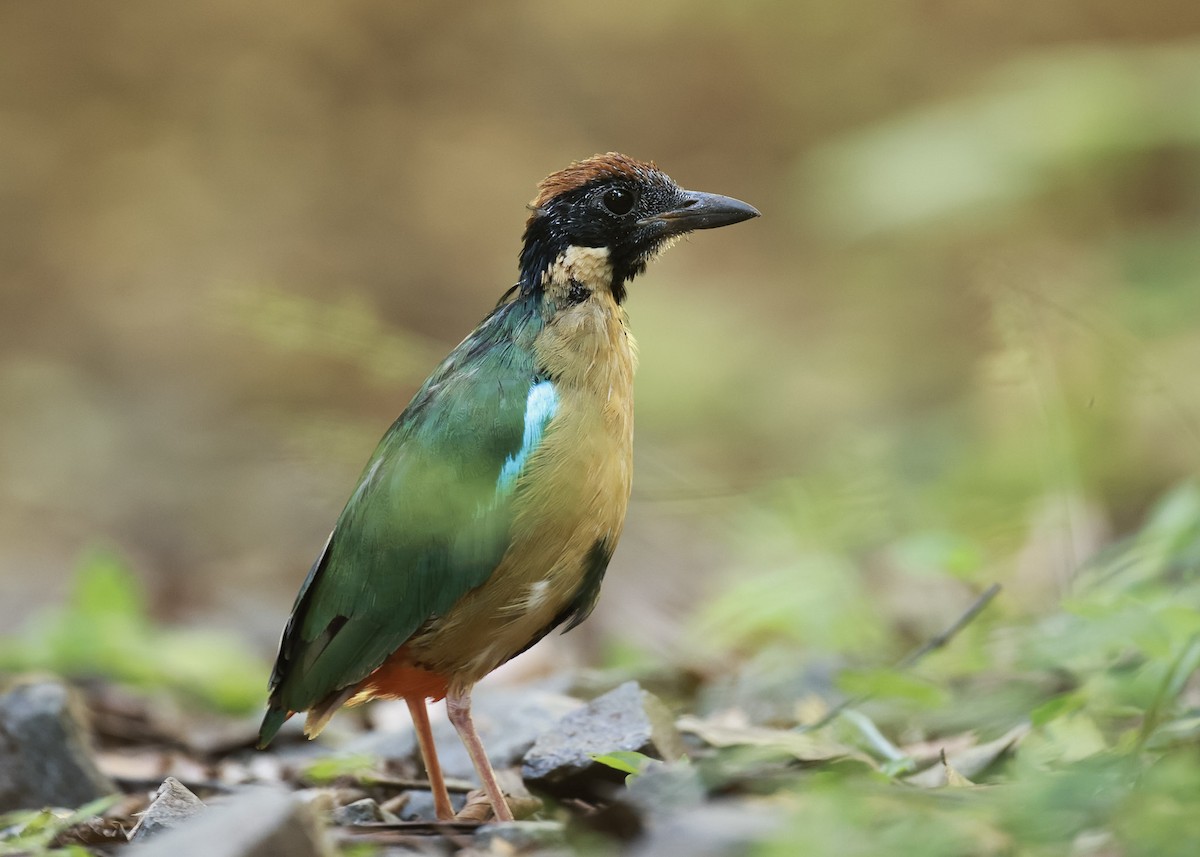 Noisy Pitta - ML615942114