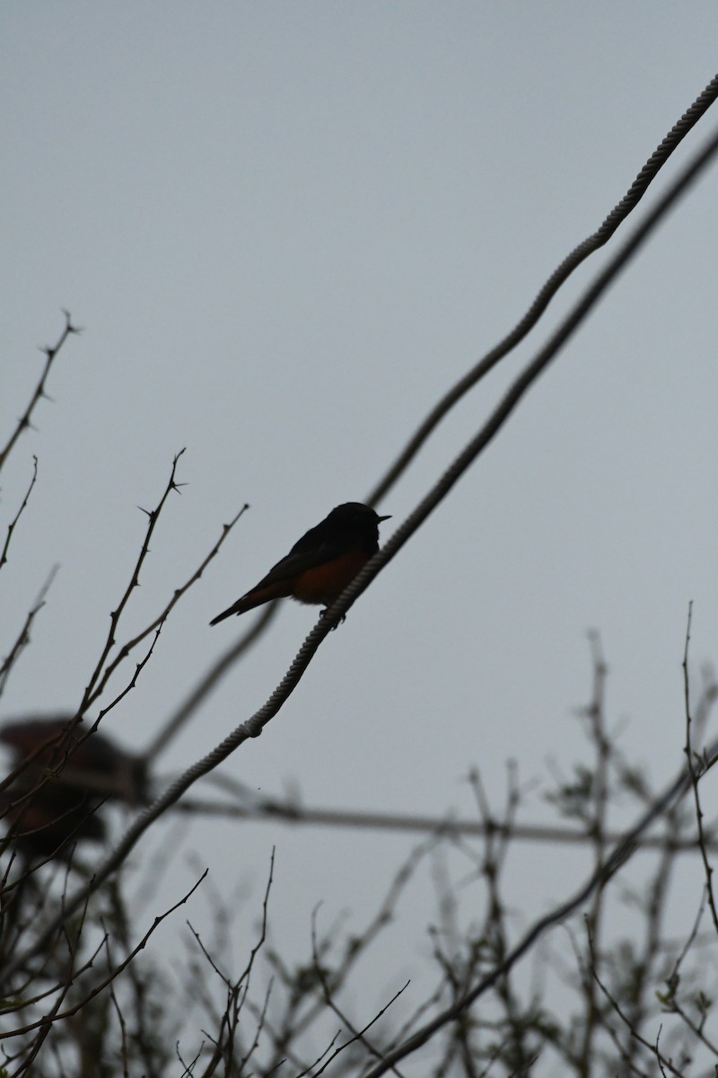 Black Redstart - ML615942147