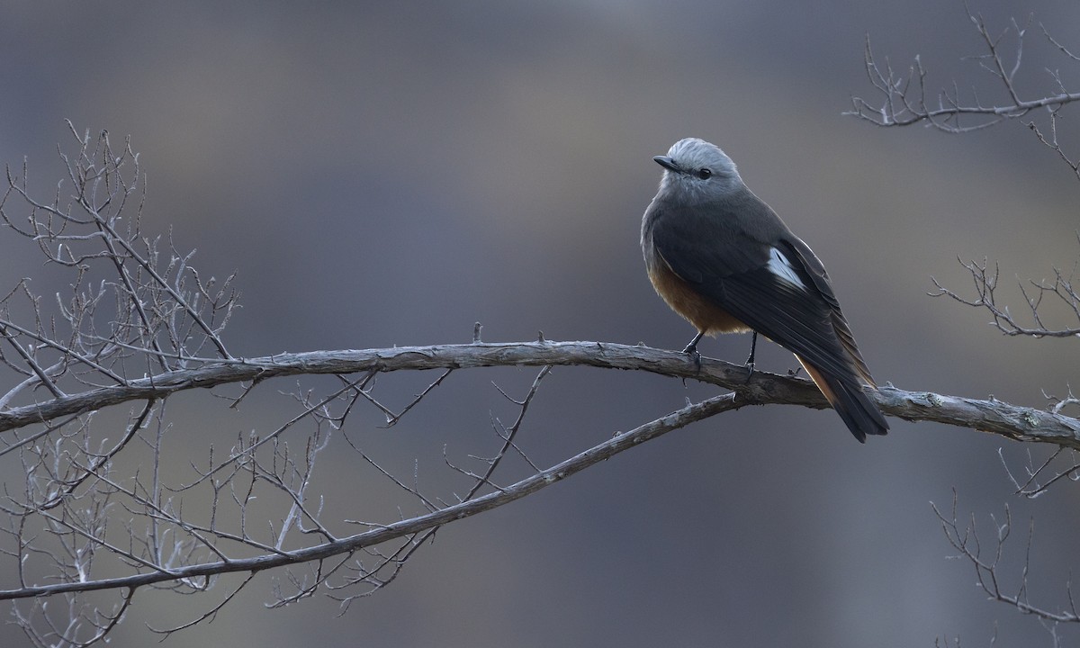 Red-rumped Bush-Tyrant - ML615942152