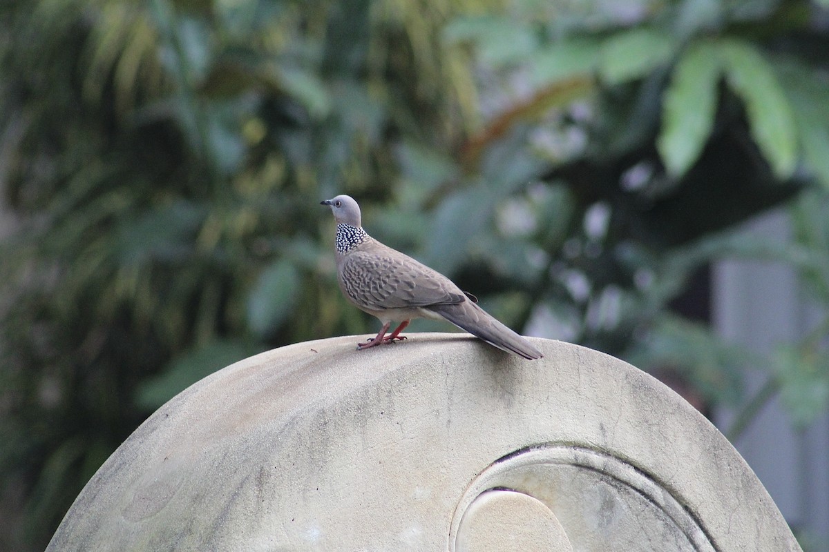 Spotted Dove - ML615942161