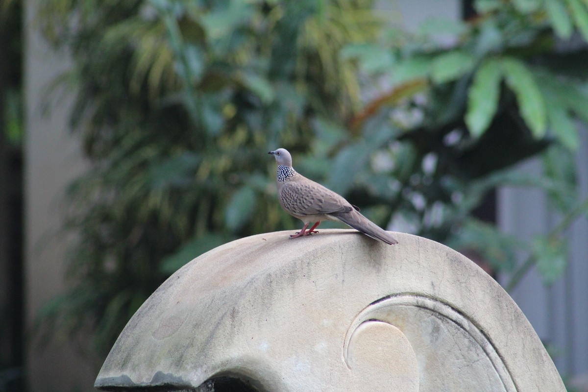 Spotted Dove - ML615942162