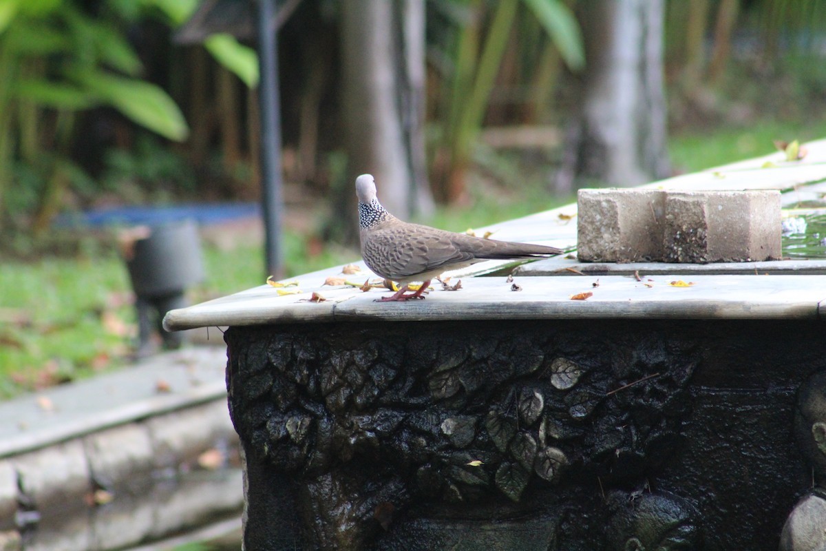 Spotted Dove - ML615942163