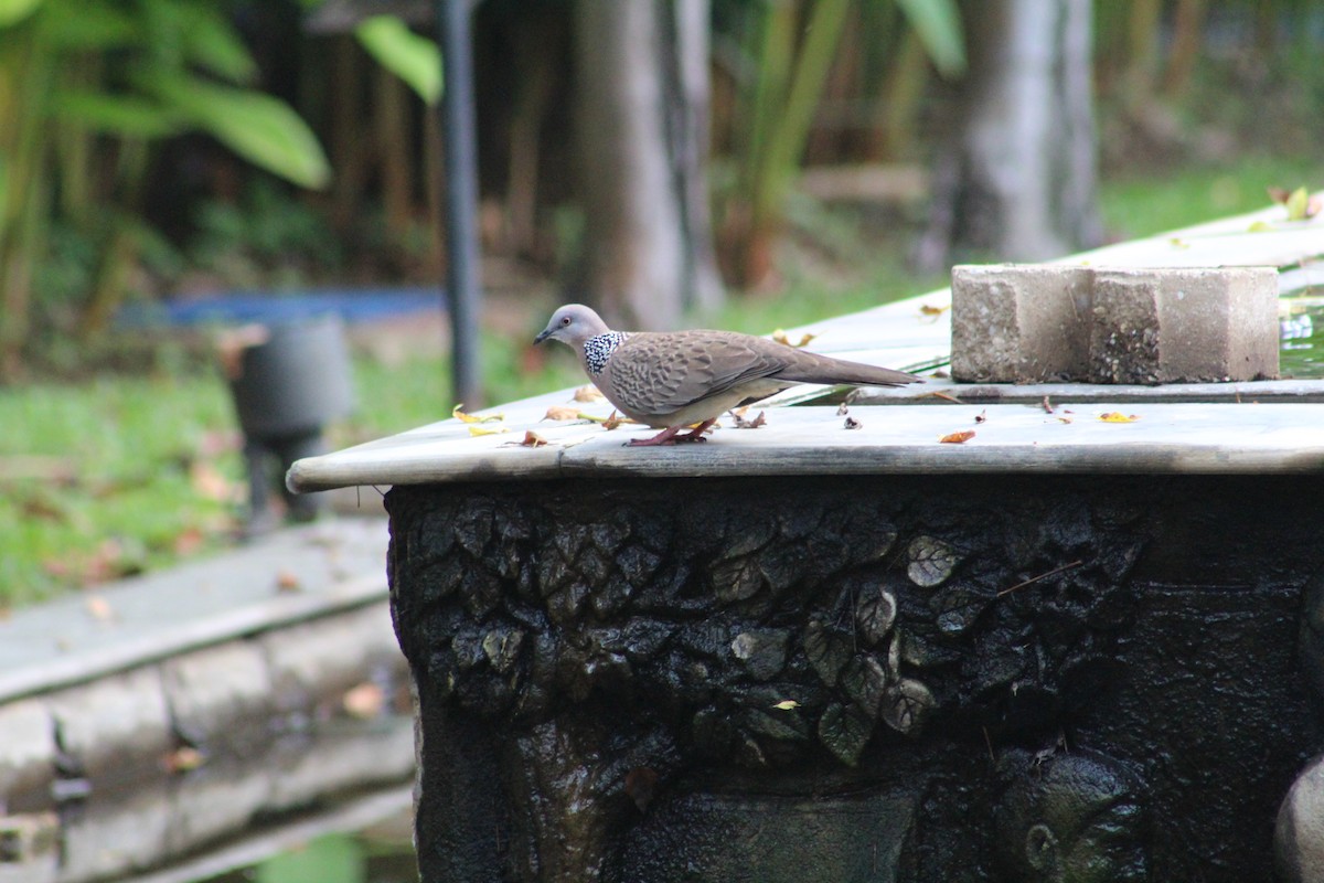 Spotted Dove - ML615942164