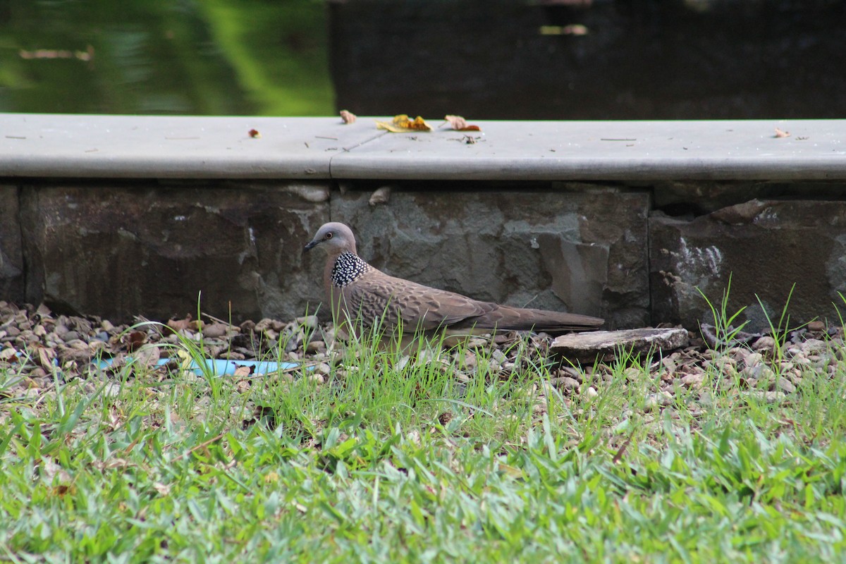 珠頸斑鳩 - ML615942165