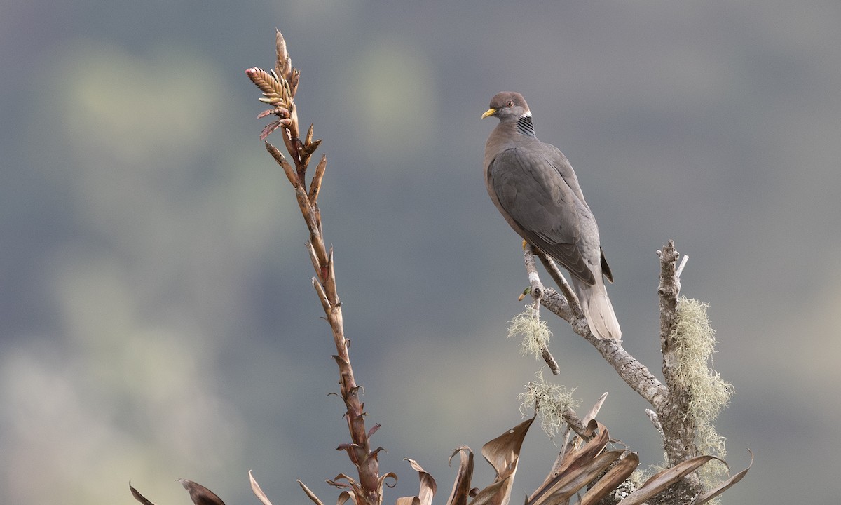 Band-tailed Pigeon - ML615942189