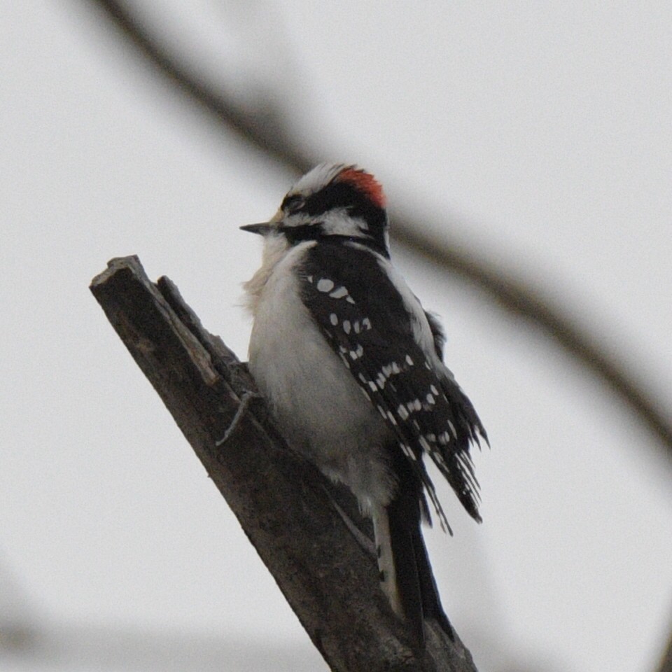 Downy Woodpecker - ML615942196