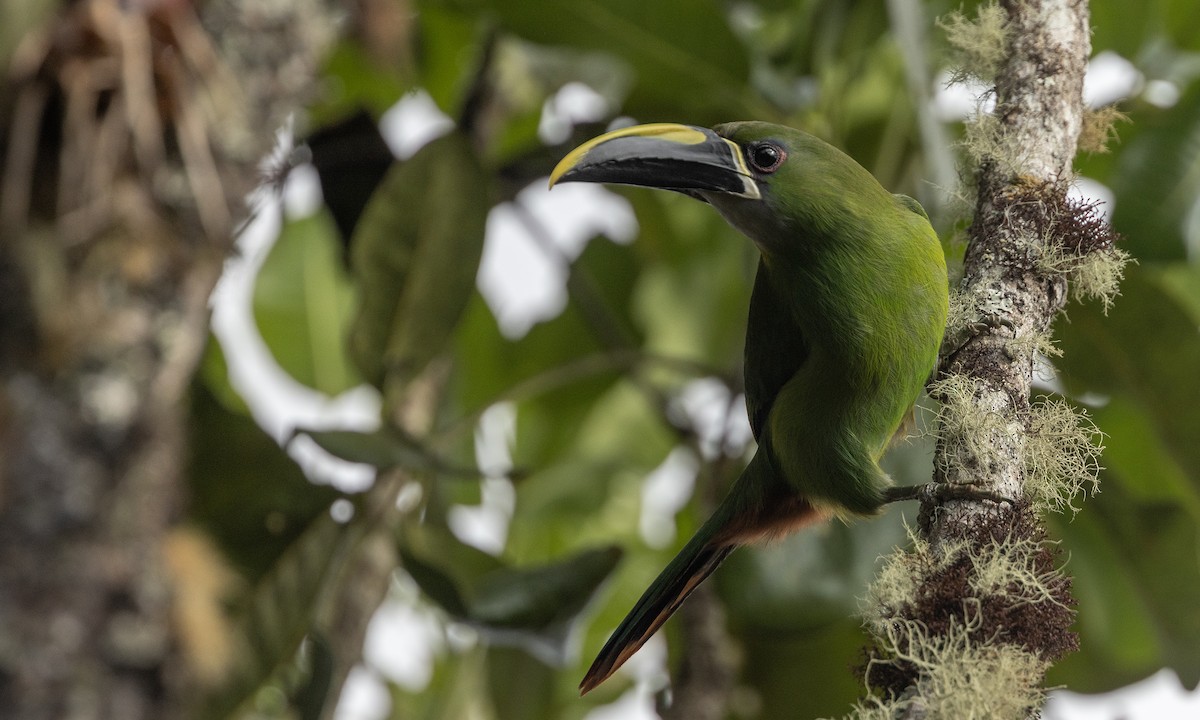 Southern Emerald-Toucanet (Santa Marta) - Zak Pohlen