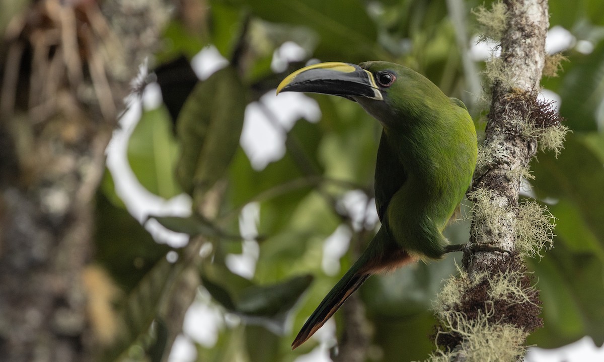 Southern Emerald-Toucanet (Santa Marta) - ML615942197