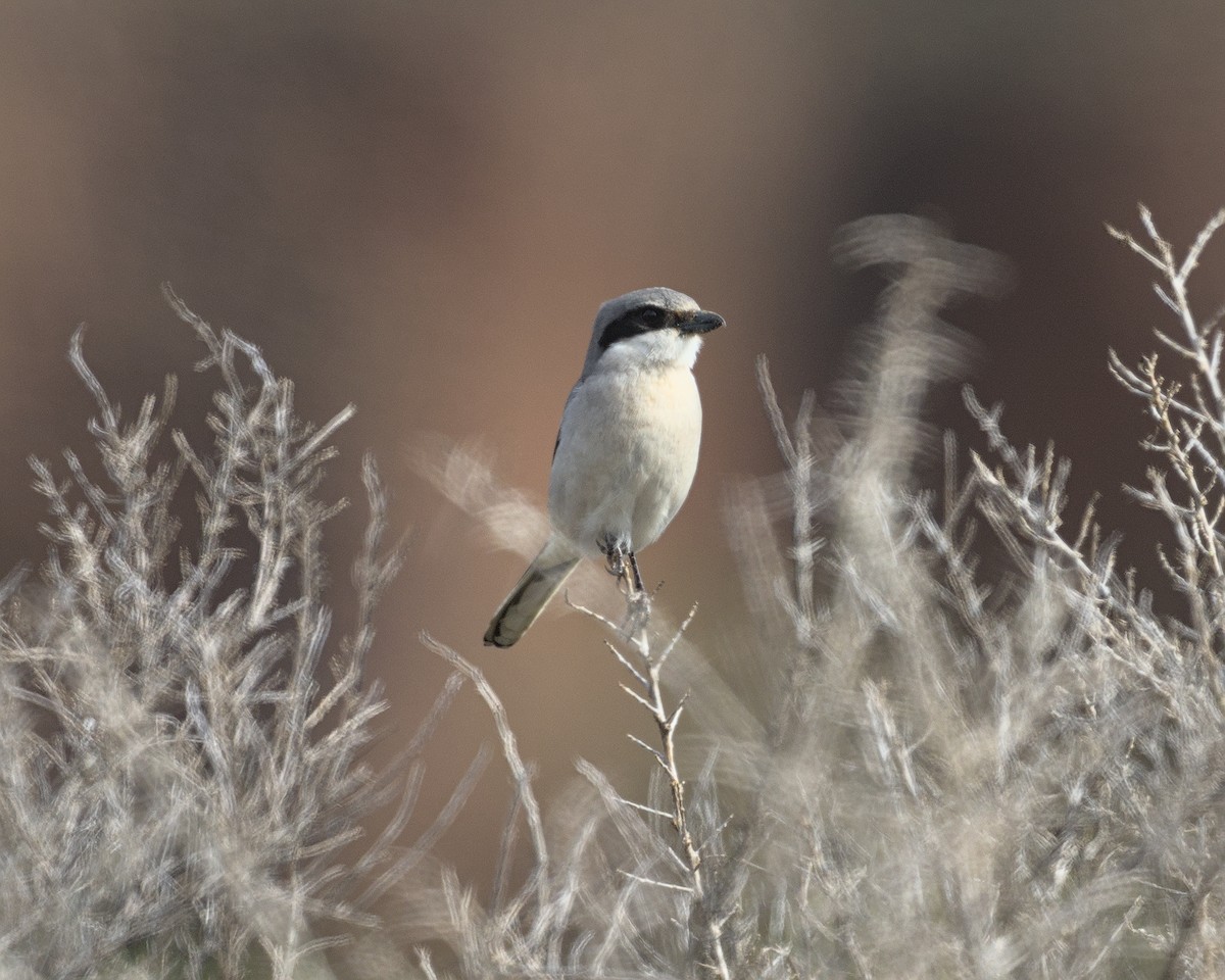 Loggerhead Shrike - Bartholomew Birdee