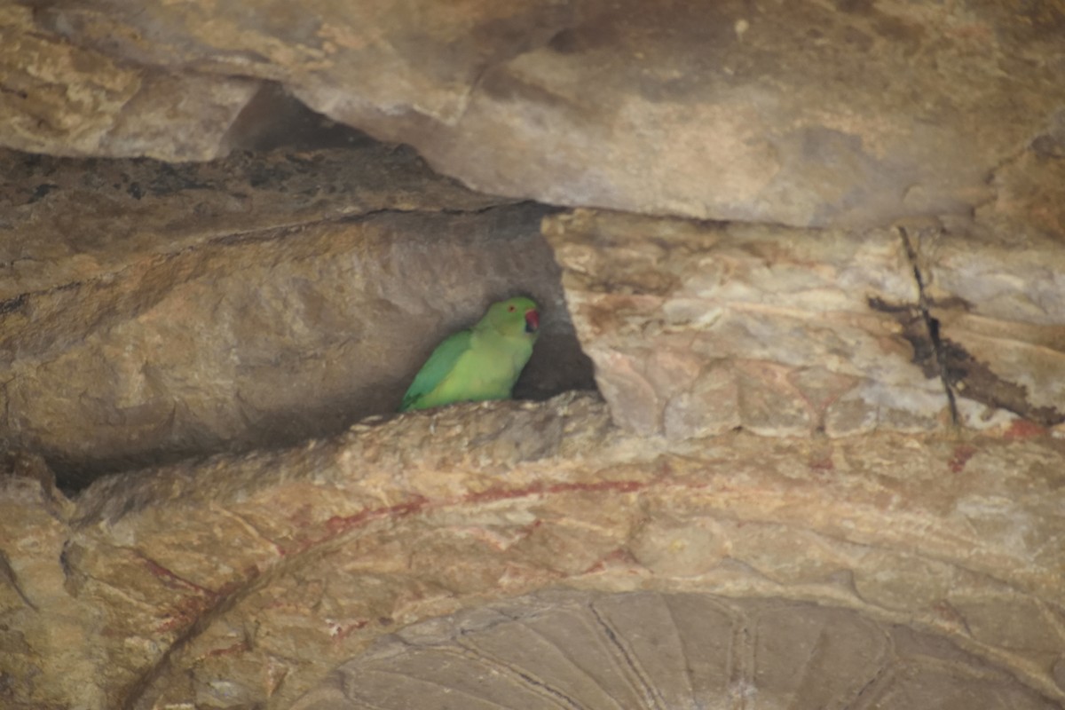 Rose-ringed Parakeet - ML615942201