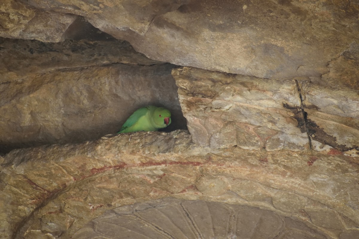 Rose-ringed Parakeet - ML615942202