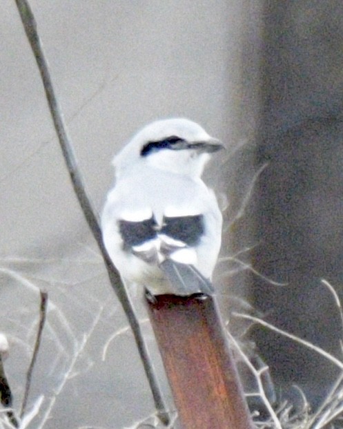 Northern Shrike - Carolyn Featherston