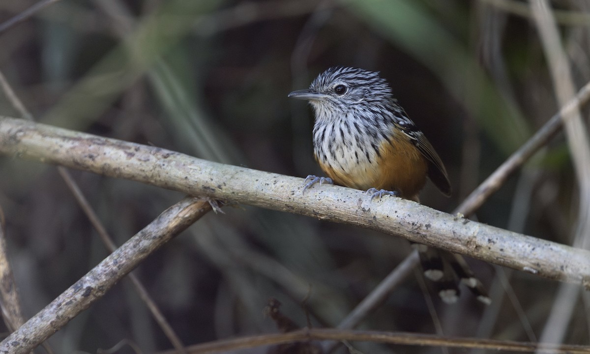 Santa Marta Antbird - ML615942247