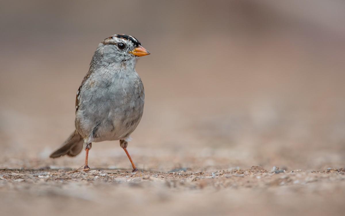 White-crowned Sparrow - Mason Maron