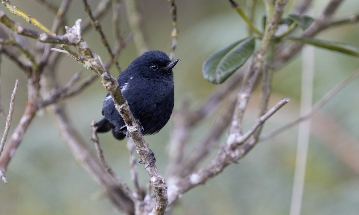 Pinchaflor Flanquiblanco - ML615942279