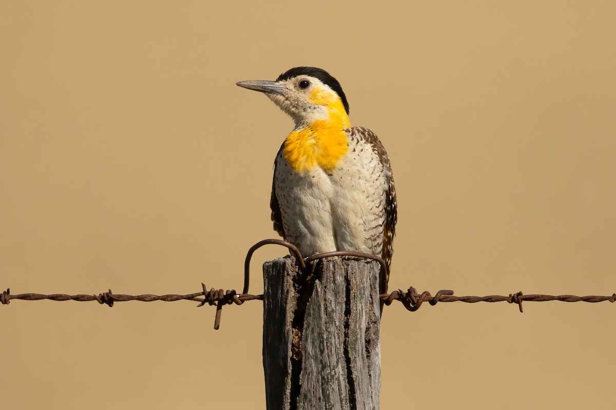 Campo Flicker (Field) - Ilya Povalyaev