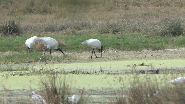 ibis černohlavý - ML615942353