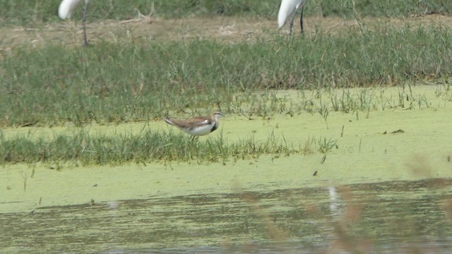 Pheasant-tailed Jacana - ML615942356