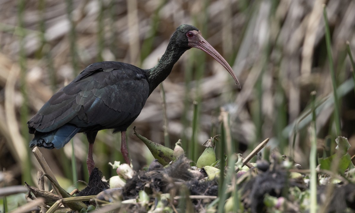 Bare-faced Ibis - ML615942368