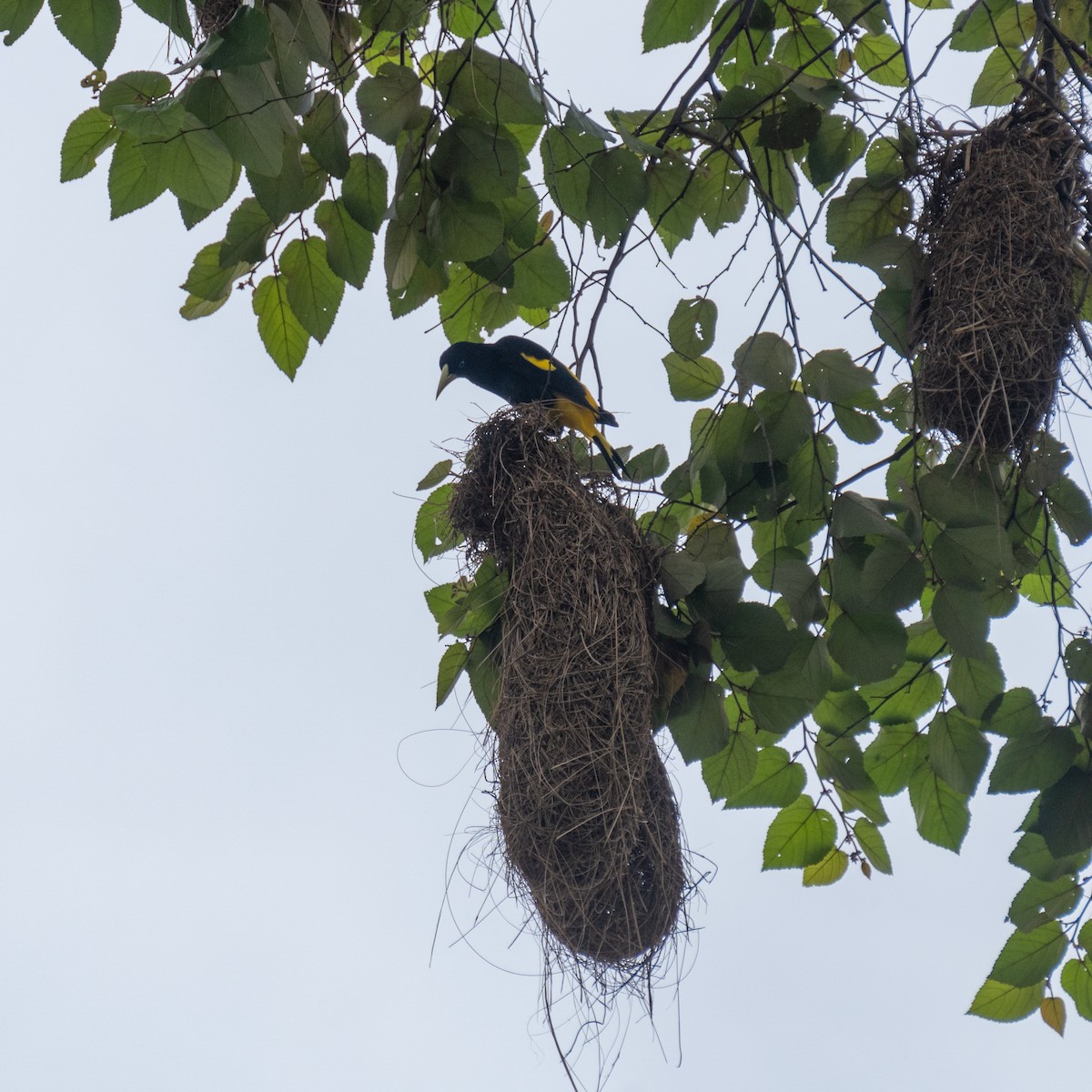 Yellow-rumped Cacique - ML615942371