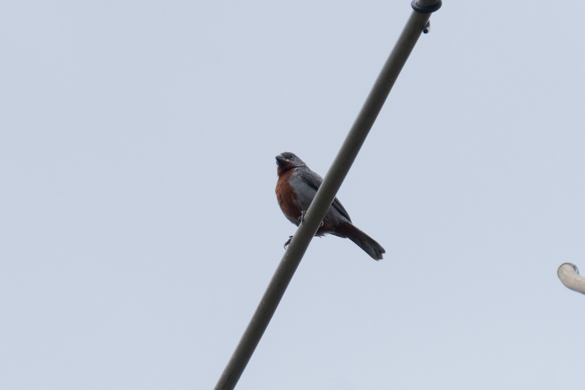 Chestnut-bellied Seedeater - ML615942376