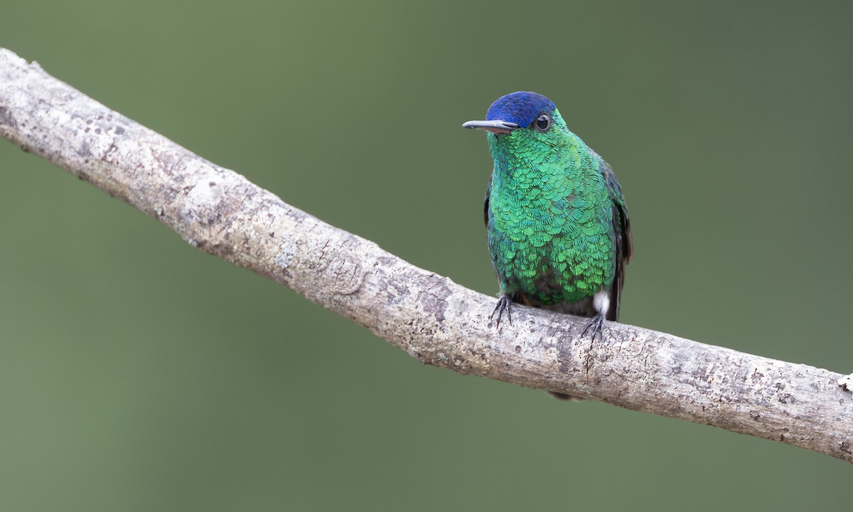 Indigo-capped Hummingbird - ML615942396