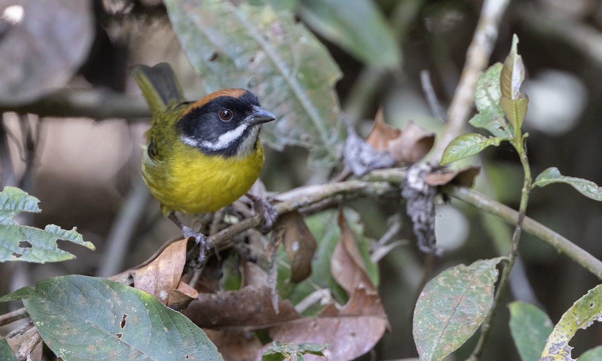 Moustached Brushfinch - Zak Pohlen