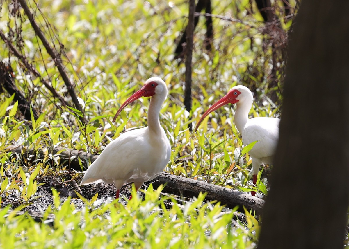 White Ibis - ML615942433