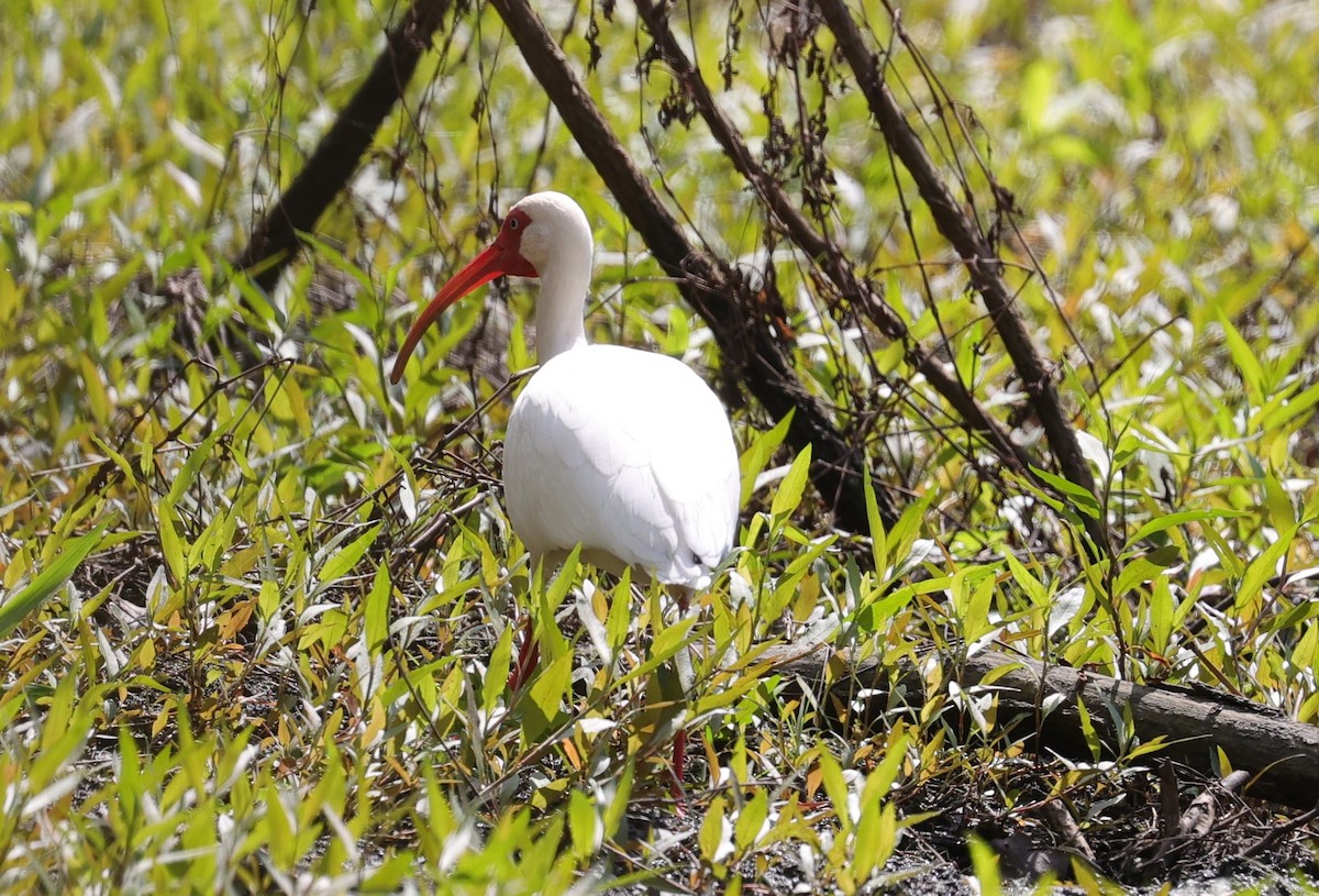 White Ibis - ML615942434